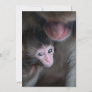Carte De Remerciements Animaux de bébés cutest   Bébé Macaque singe et mè