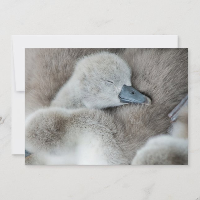 Carte De Remerciements Animaux de bébés cutest | Bébé Mute Swan (Devant)