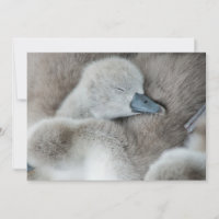 Animaux de bébés cutest | Bébé Mute Swan