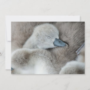 Carte De Remerciements Animaux de bébés cutest Bébé Mute Swan