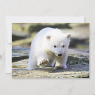 Carte De Remerciements Animaux de bébés cutest Bébé Ours Polaire Cub