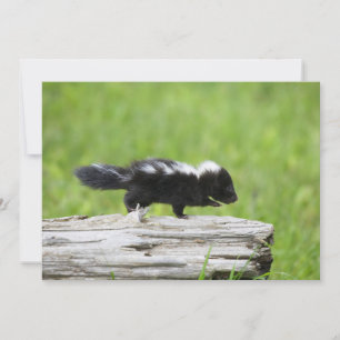 Carte De Remerciements Animaux de bébés cutest Bébé Skunk
