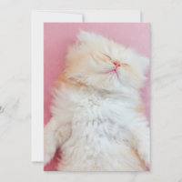 Animaux de bébés cutest | Belle Chaton Dormir