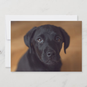 Carte De Remerciements Animaux de bébés cutest   Black Labrador Puppy