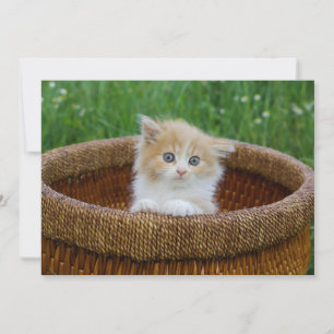 Carte De Remerciements Animaux de bébés cutest   Blue Eyed Kitten