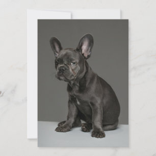 Carte De Remerciements Animaux de bébés cutest Blue French Bulldog Pupp