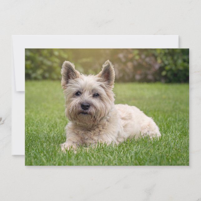 Carte De Remerciements Animaux de bébés cutest | Cairn Terrier Dog (Devant)