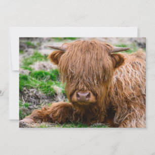 Carte De Remerciements Animaux de bébés cutest   Calf de vache des Highla
