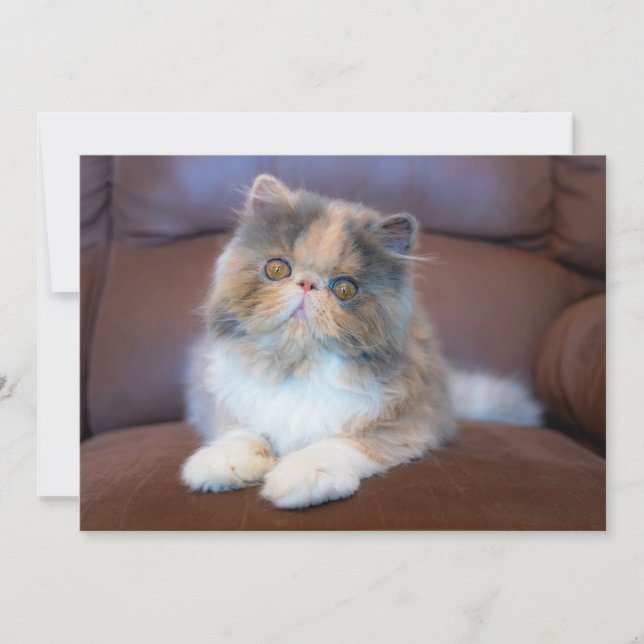 Carte De Remerciements Animaux de bébés cutest | Calico Persian Kitten (Devant)