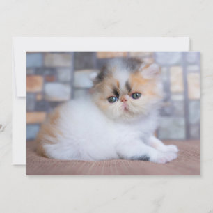 Carte De Remerciements Animaux de bébés cutest   Calico Persian Kitten