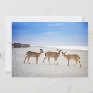 Carte De Remerciements Animaux de bébés cutest   Cerfs sur la plage