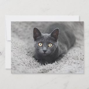 Carte De Remerciements Animaux de bébés cutest Chat gris