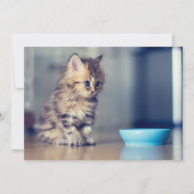 Carte De Remerciements Animaux de bébés cutest | Chaton persan aux yeux b (Devant)