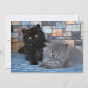 Carte De Remerciements Animaux de bébés cutest   Chatons persans sur couv