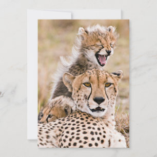Carte De Remerciements Animaux de bébés cutest   Cheetah Cat & Cub