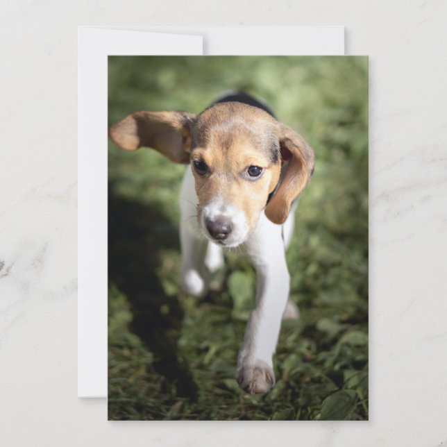 Carte De Remerciements Animaux de bébés cutest | Chiot Beagle (Devant)