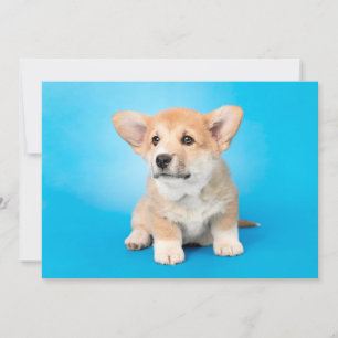 Carte De Remerciements Animaux de bébés cutest   Chiot de Corgi en bleu