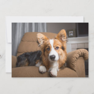 Carte De Remerciements Animaux de bébés cutest Coiffeuse à cheveux long