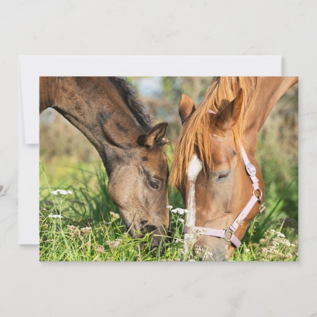 Carte De Remerciements Animaux de bébés cutest | Colt à cheval (Devant)