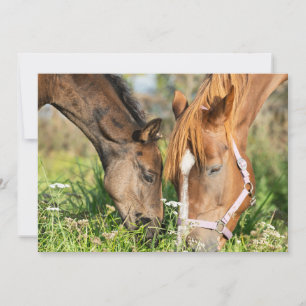 Carte De Remerciements Animaux de bébés cutest   Colt à cheval