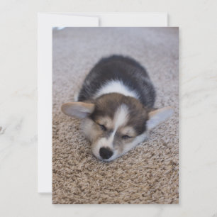 Carte De Remerciements Animaux de bébés cutest   Corgi Chiot sur Shag Rug