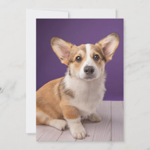 Carte De Remerciements Animaux de bébés cutest Corgi Chiple sur Purple