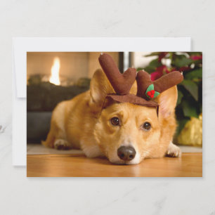 Carte De Remerciements Animaux de bébés cutest   Corgi Christmas Reindeer