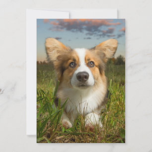 Carte De Remerciements Animaux de bébés cutest   Corgi dans le nuage