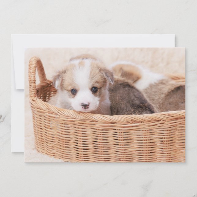Carte De Remerciements Animaux de bébés cutest | Corgi Miny Puppy (Devant)