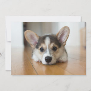 Carte De Remerciements Animaux de bébés cutest   Corgi Puppy