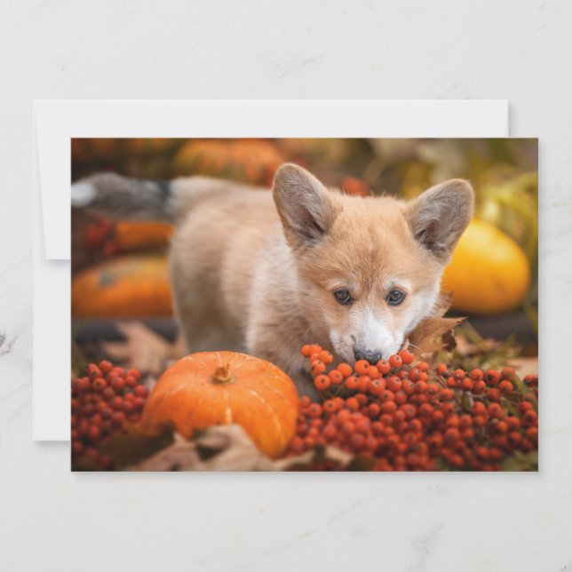 Carte De Remerciements Animaux de bébés cutest | Corgi Puppy en automne (Devant)