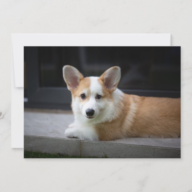 Carte De Remerciements Animaux de bébés cutest | Corgi Puppy Relaxant (Devant)