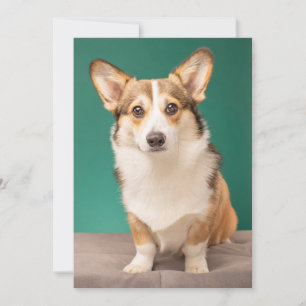 Carte De Remerciements Animaux de bébés cutest Corgi sur Turquoise