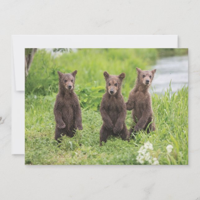Carte De Remerciements Animaux de bébés cutest | Cubes d'ours Brown Kamch (Devant)