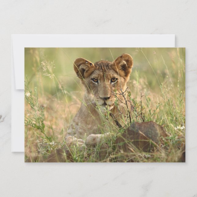 Carte De Remerciements Animaux de bébés cutest | Cute Baby Lion Cub (Devant)