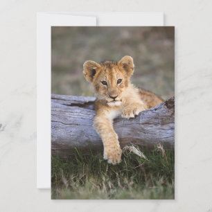 Carte De Remerciements Animaux de bébés cutest   Cute Lion Cub