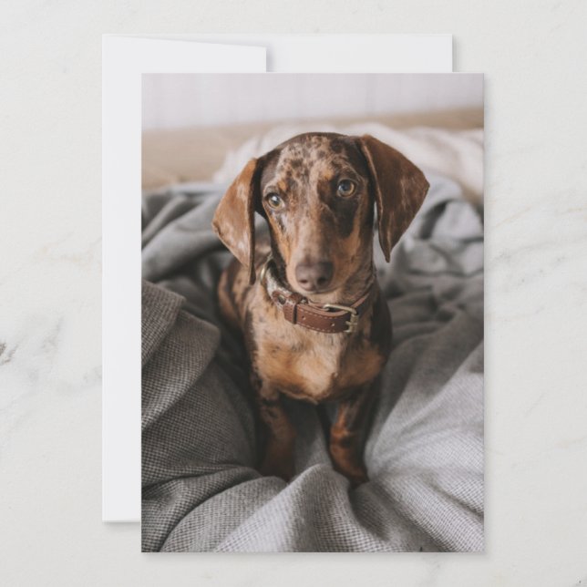 Carte De Remerciements Animaux de bébés cutest | Dachshund Dachshund Dach (Devant)