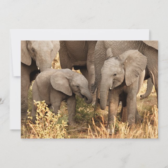 Carte De Remerciements Animaux de bébés cutest | Deux jeunes éléphants (Devant)