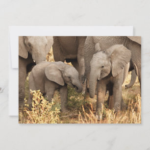 Carte De Remerciements Animaux de bébés cutest   Deux jeunes éléphants