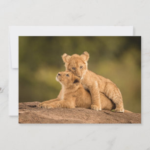 Carte De Remerciements Animaux de bébés cutest Deux Lions Cubs