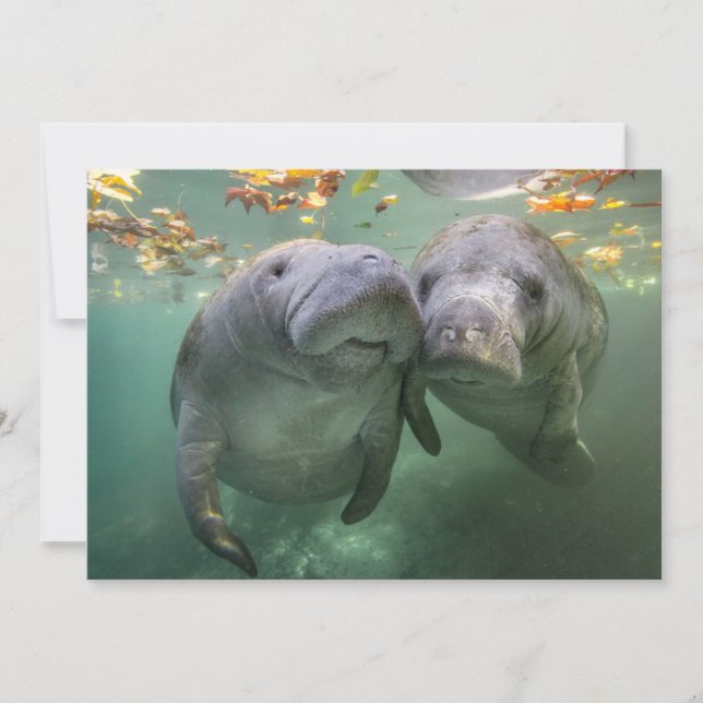 Carte De Remerciements Animaux de bébés cutest | Deux Manatees (Devant)
