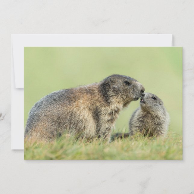 Carte De Remerciements Animaux de bébés cutest | Famille des marmottes al (Devant)