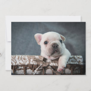 Carte De Remerciements Animaux de bébés cutest   French Bulldog