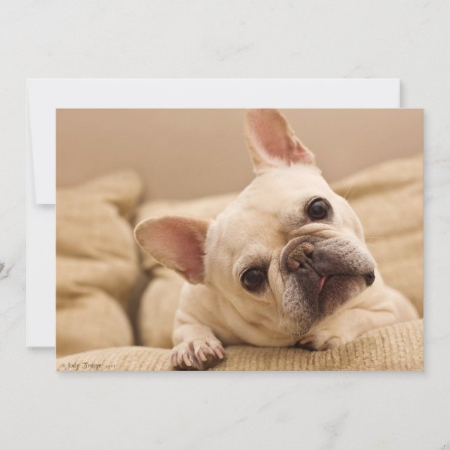 Carte De Remerciements Animaux de bébés cutest | French Bulldog Head Tilt (Devant)