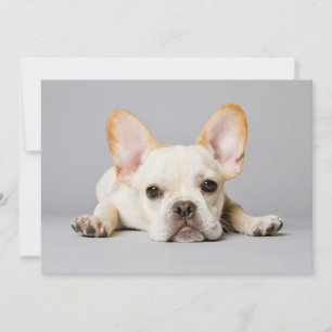 Carte De Remerciements Animaux de bébés cutest   French Bulldog Lying Dow