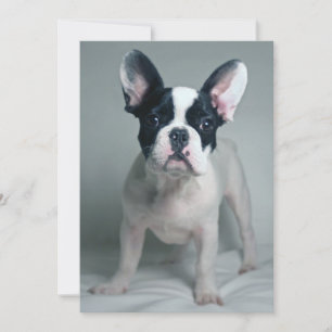 Carte De Remerciements Animaux de bébés cutest French Bulldog Puppy