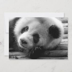Carte De Remerciements Animaux de bébés cutest   Giant Panda Bear Cub