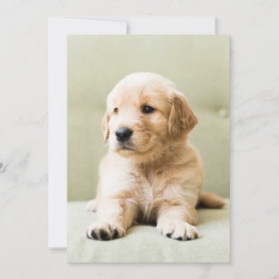 Carte De Remerciements Animaux de bébés cutest   Golden Retriever Puppy