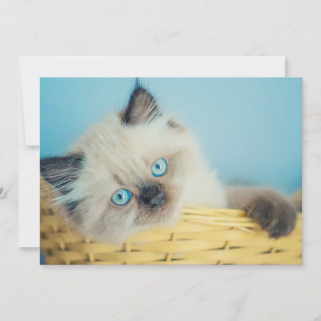 Carte De Remerciements Animaux de bébés cutest | Himalaya Seal Point Cat (Devant)