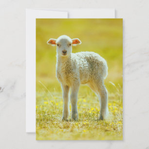 Carte De Remerciements Animaux de bébés cutest   Jeune mouton